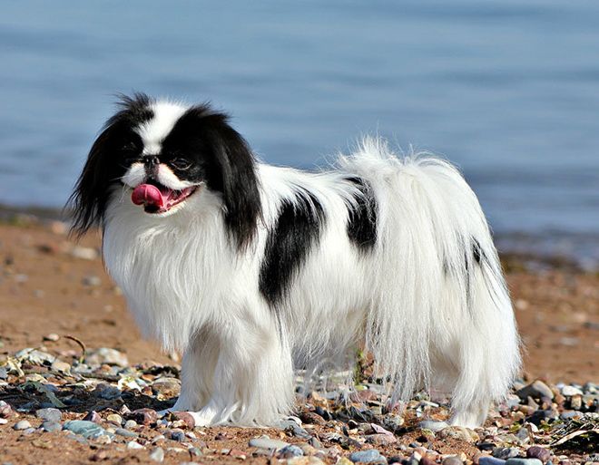 черный хин черный хин