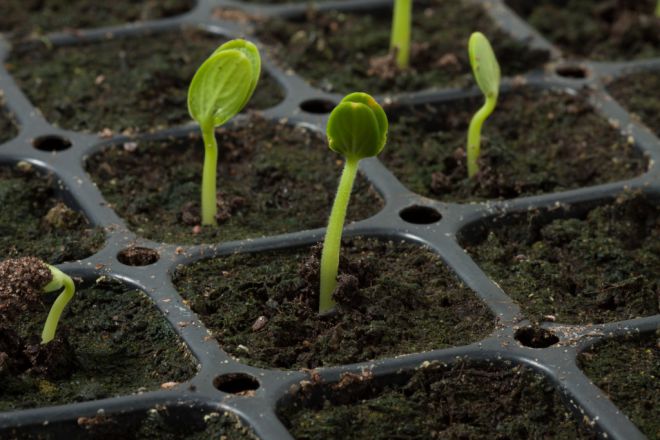 грунт для рассады арбузов грунт для рассады арбузов