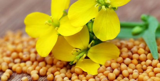 Как использовать горчичный жмых на огороде Как использовать горчичный жмых на огороде