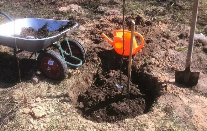 как сажать грушу дюшес как сажать грушу дюшес