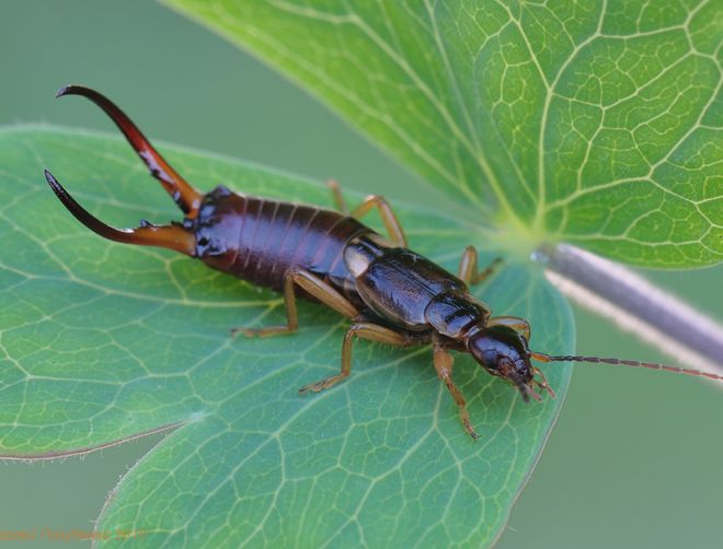 как выглядит двухвостки как выглядит двухвостки