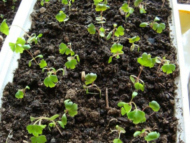 как вырастить сельдерей через рассаду как вырастить сельдерей через рассаду