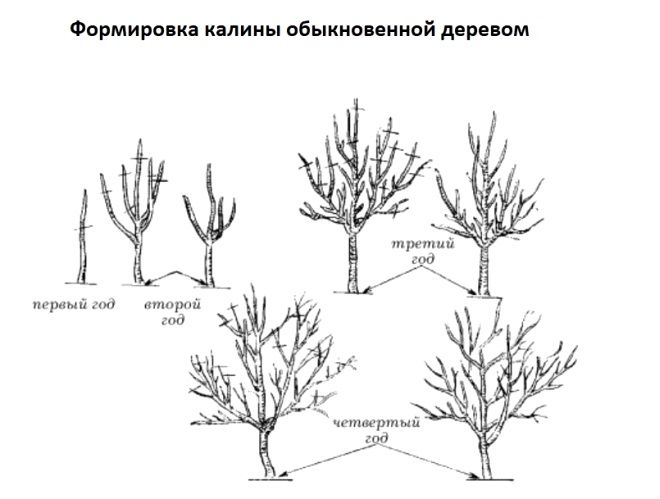 калина обыкновенная штамб калина обыкновенная штамб