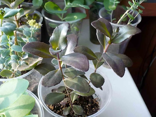 капуста размножение капуста размножение