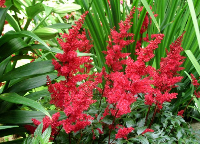 когда высаживать астильбу когда высаживать астильбу