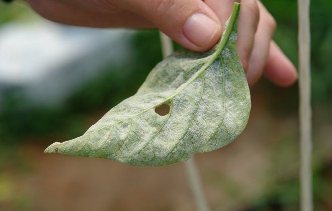 мучнистая роса мучнистая роса