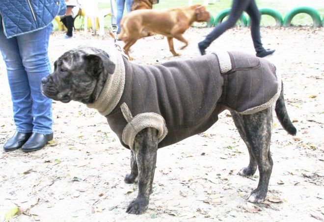 одежда для кадебо одежда для кадебо