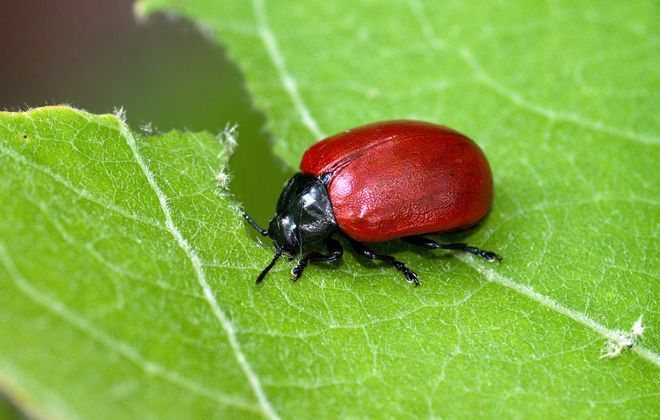 жук листоед жук листоед