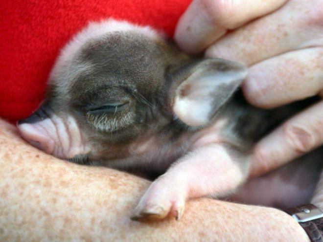 Болезни мини пигов Болезни мини пигов