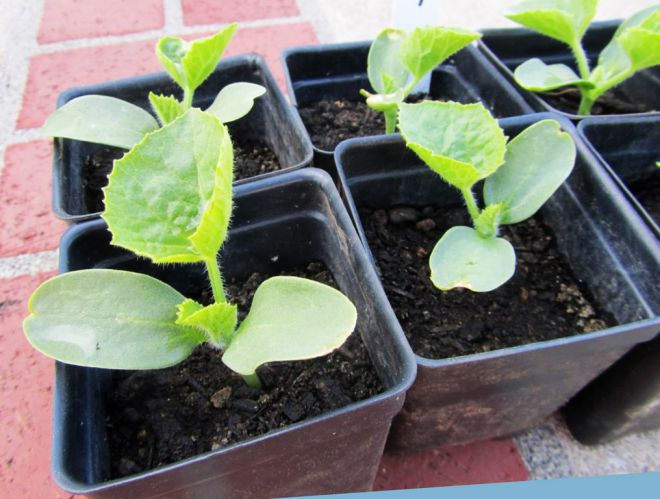 грунт для рассады дыни грунт для рассады дыни