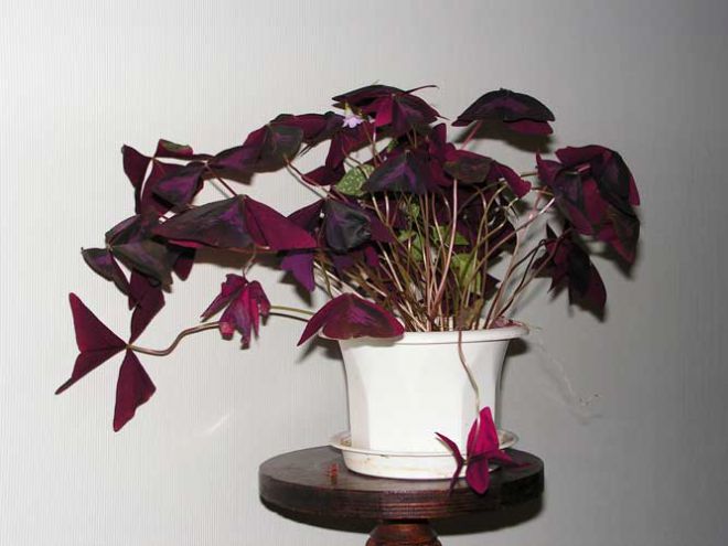 Какой горшок нужен для кислицы комнатной Какой горшок нужен для кислицы комнатной