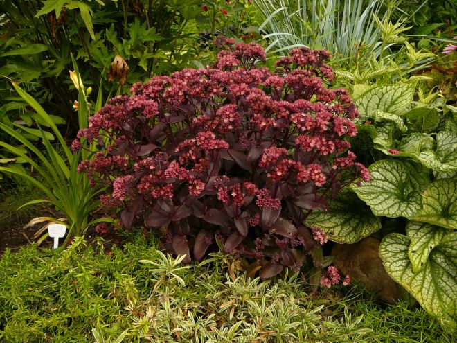 капуста в ландшафтном дизайне капуста в ландшафтном дизайне