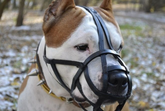 намордник для кадебо намордник для кадебо