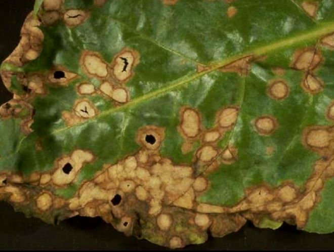 рамуляриоз рамуляриоз