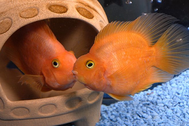 разведение рыб попугаев разведение рыб попугаев