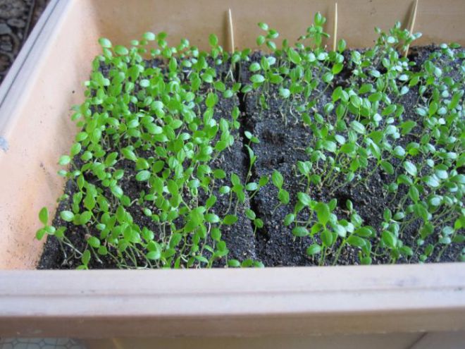 сколько всходит сельдерей сколько всходит сельдерей