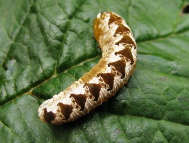 жимолостный шиповатый пилильщик жимолостный шиповатый пилильщик