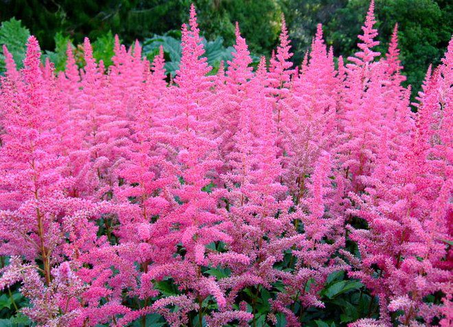 астильба уход астильба уход