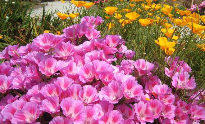 эшшольция выращивание и уход эшшольция выращивание и уход