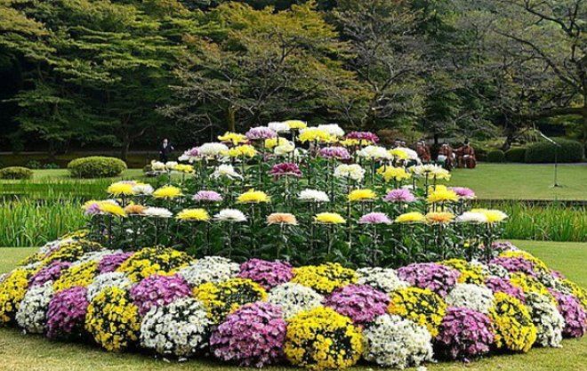 где посадить хризантему мультифлору где посадить хризантему мультифлору