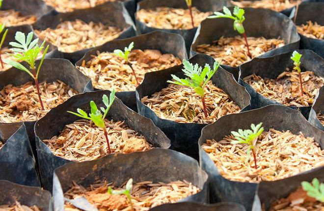 грунт для рассады цветов грунт для рассады цветов