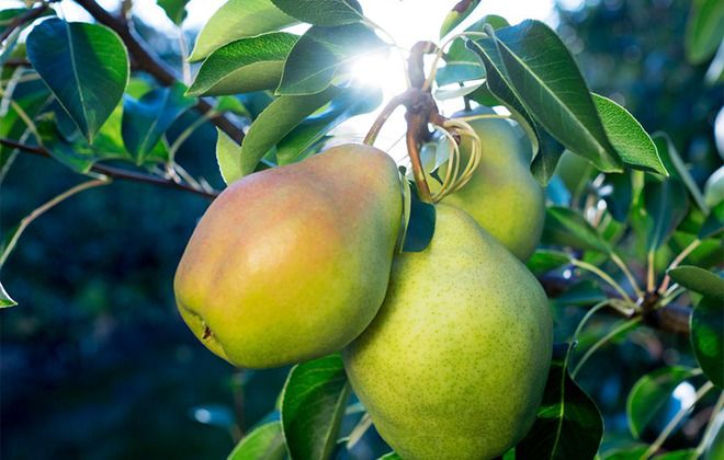 груша дюшес аналоги груша дюшес аналоги