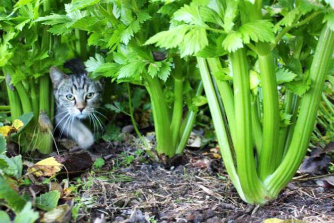 как растет сельдерей как растет сельдерей