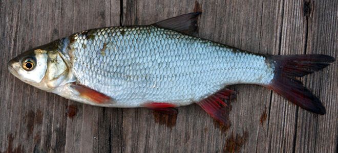 рыба язь рыба язь