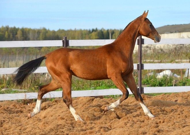 ахалтекинская порода ахалтекинская порода