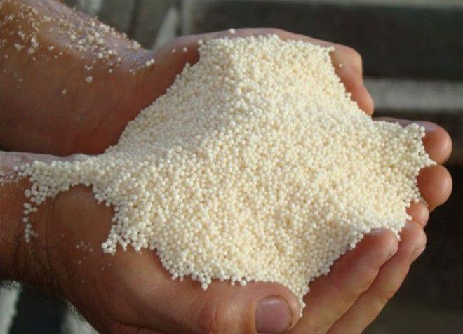 подкормка астильбы подкормка астильбы