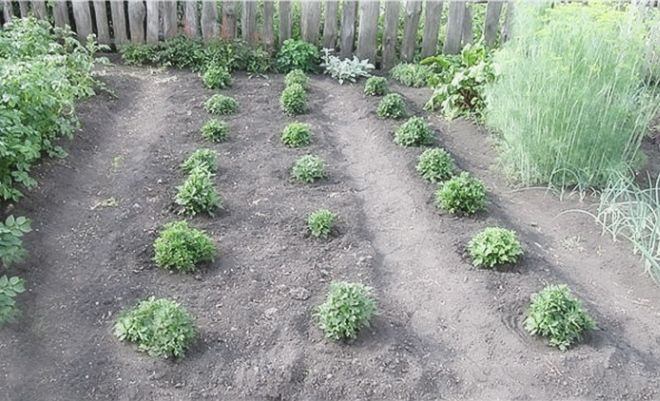 посадка хризантемы мультифлоры посадка хризантемы мультифлоры