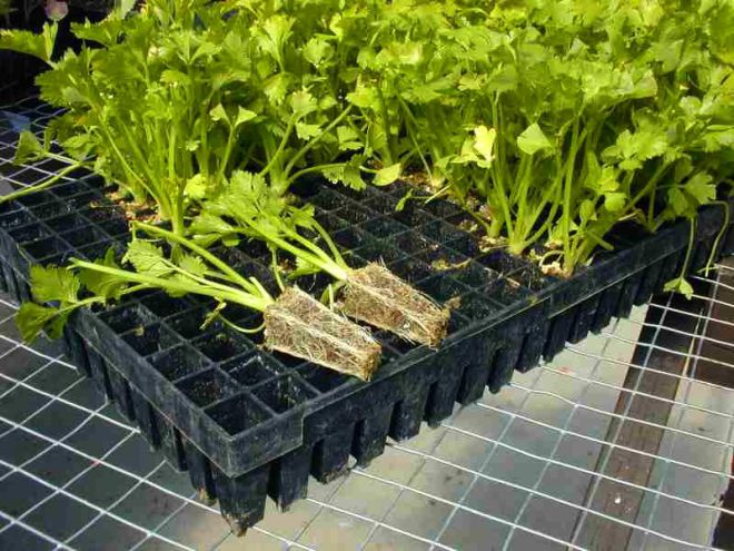 растение сельдерей уход растение сельдерей уход