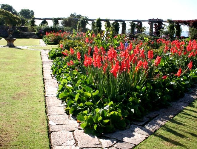 бадан в качестве бордюрного растения бадан в качестве бордюрного растения