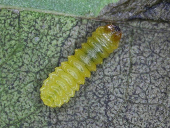 кленовый пилильщик кленовый пилильщик