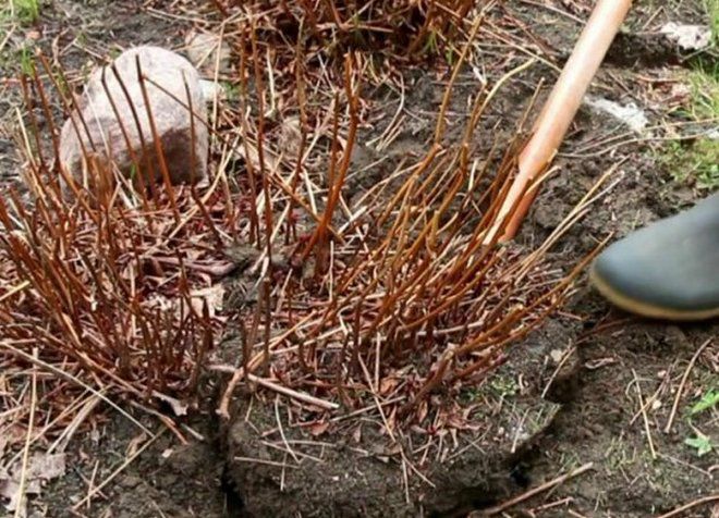 пересадка астильбы пересадка астильбы