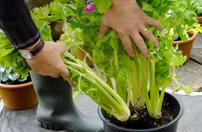 подкормка сельдерея подкормка сельдерея