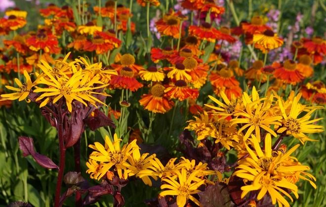 с чем посадить бузульник зубчатый с чем посадить бузульник зубчатый