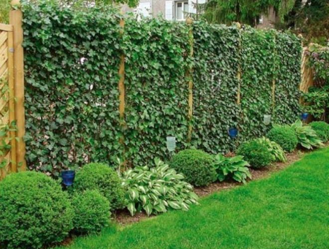 создание живой изгороди создание живой изгороди