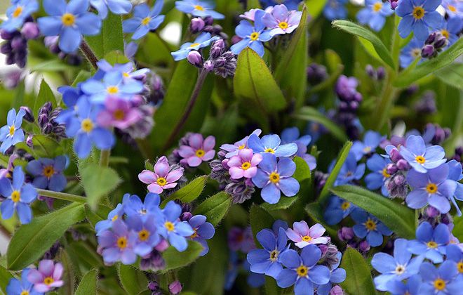 виды незабудок виды незабудок