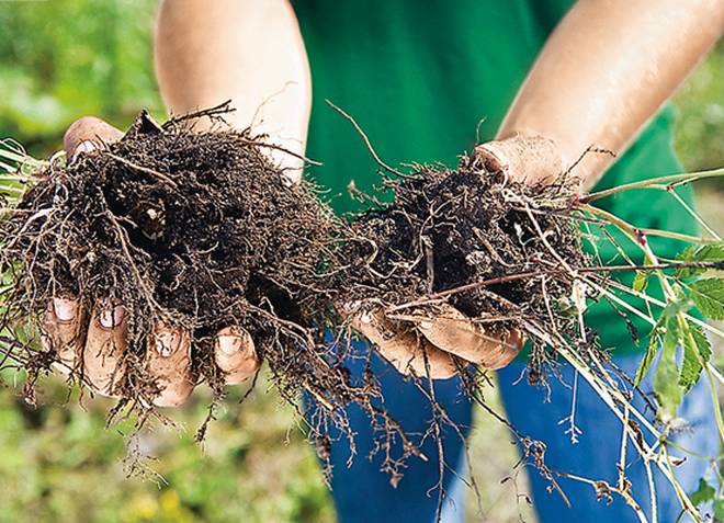 астильба размножение делением корневища астильба размножение делением корневища