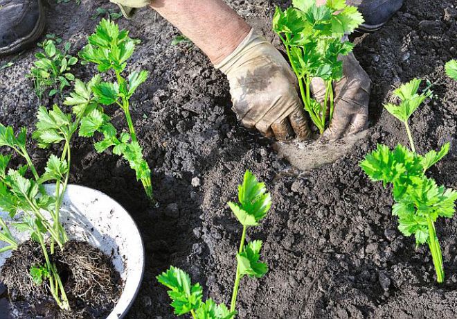 пикировать ли сельдерей пикировать ли сельдерей