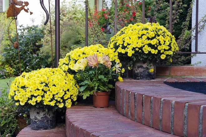 хризантема мультифлора в горшке хризантема мультифлора в горшке