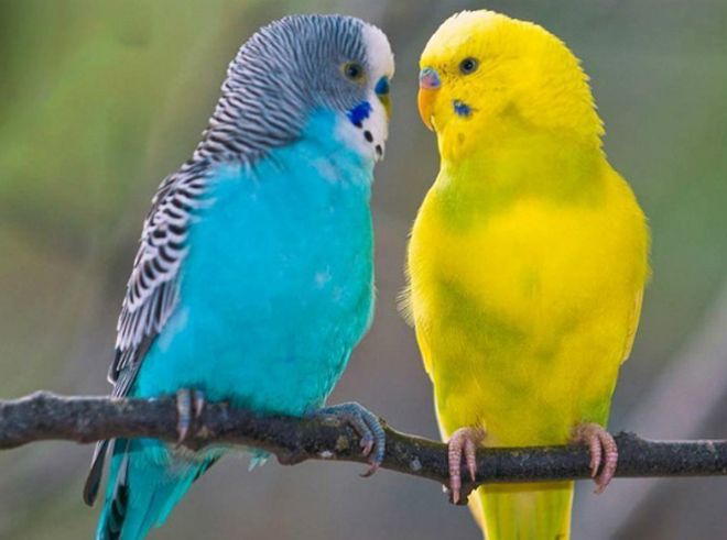 попугай попугай