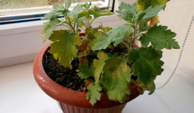 ржавчина мультифлоры ржавчина мультифлоры