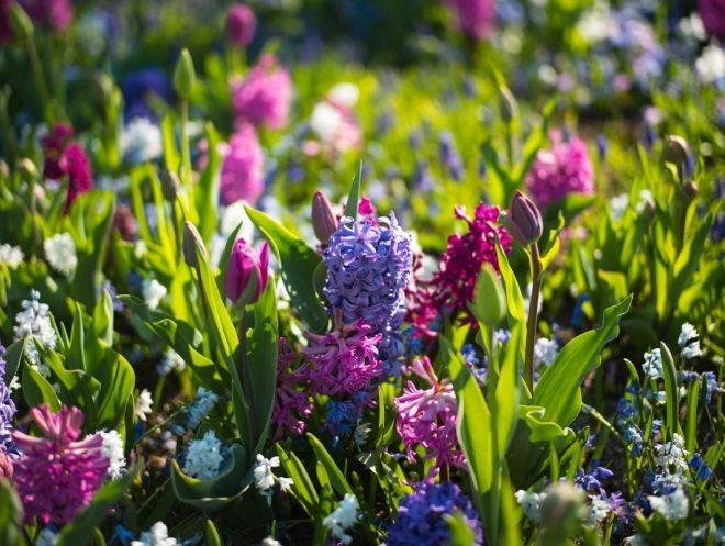 гиацинт гиацинт