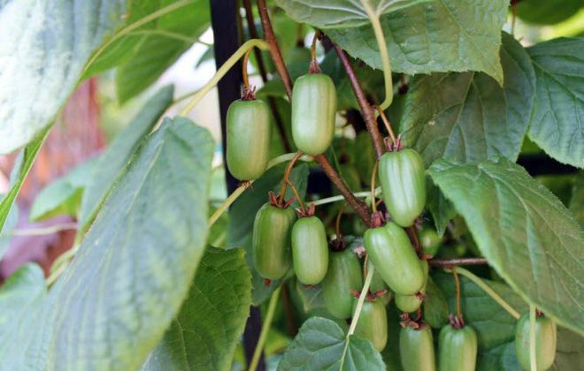 актинидия коломикта описание актинидия коломикта описание