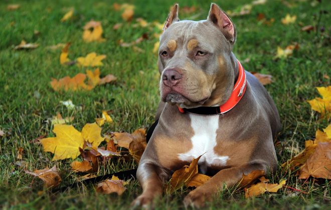 американский булли стандарт американский булли стандарт