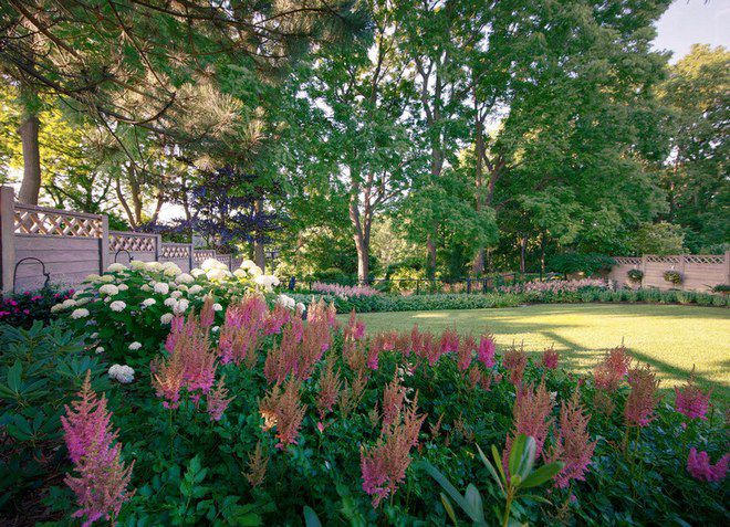 астильба в дизайне астильба в дизайне