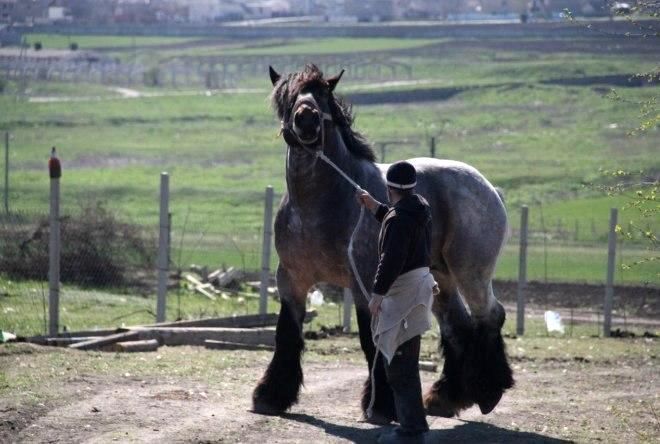 брабансон брабансон