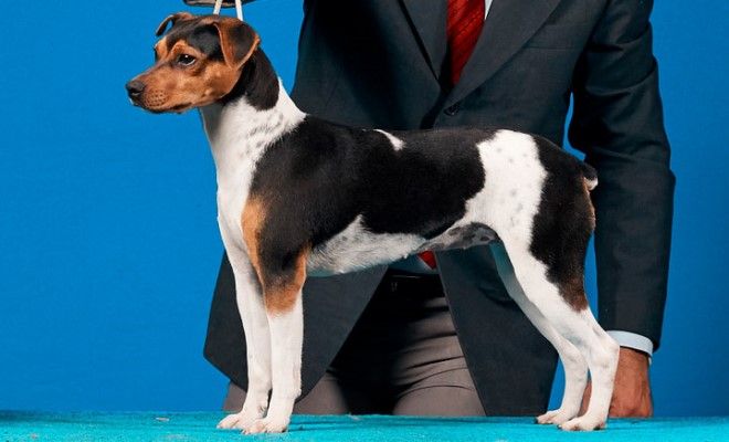 бразильский терьер описание породы бразильский терьер описание породы